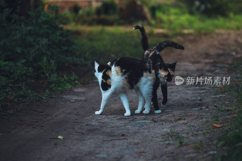 两只猫在蓝色的时刻向你问好