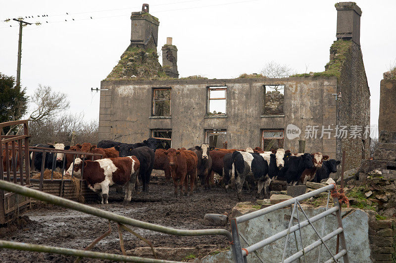 奶牛和废弃的农舍