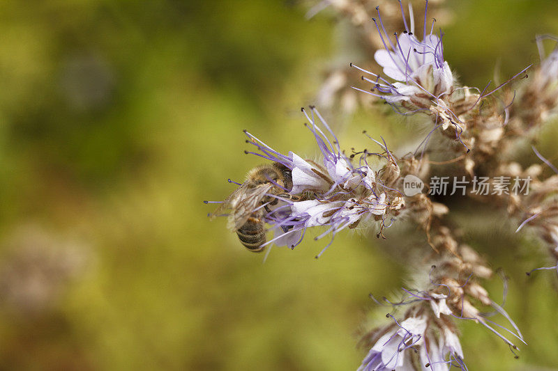 近距离的蜜蜂在蓝色的十字花上