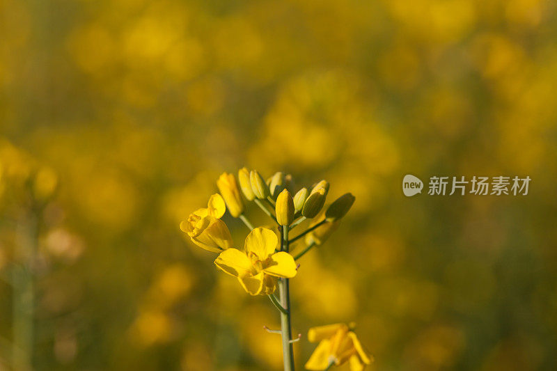 石油种子特写