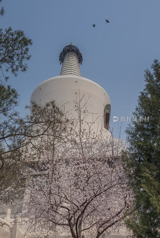 春天的樱花树和白塔寺(北京)