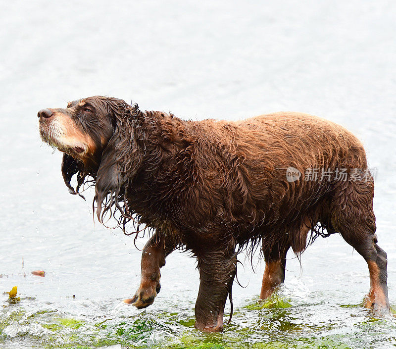 猎犬