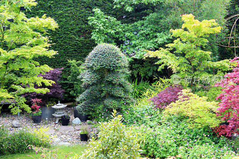 用日本枫树和剪下来的冬青装饰花园的形象