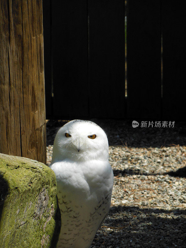 雪鸮