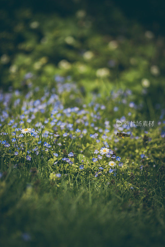 蜜蜂在蓝色的田野上