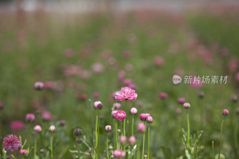 毛茛花在田间