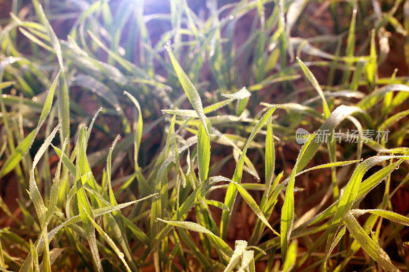 小麦草