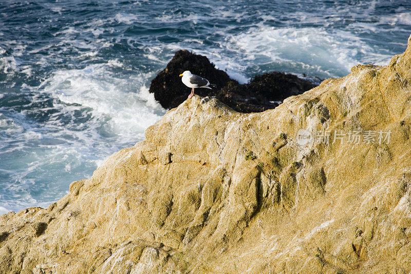 岩石海岸与海鸥