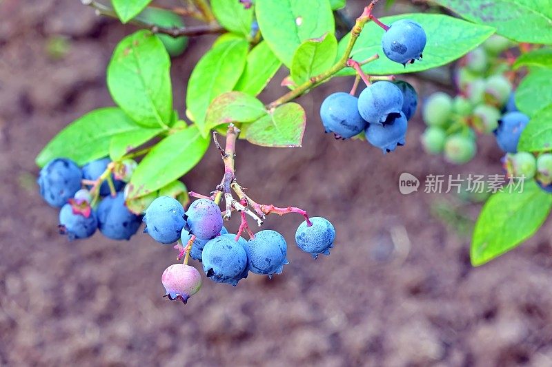矮灌木蓝莓与成熟的果实栽培在花园里