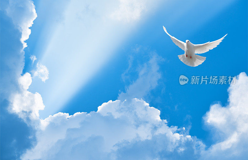 白云间，白鸽在阳光中飞翔