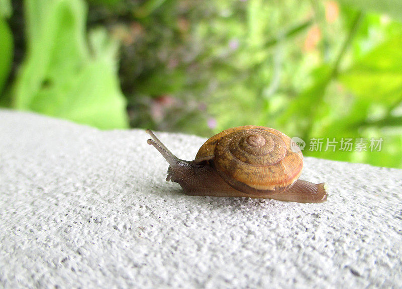 特写小蜗牛在后院的白墙上行走