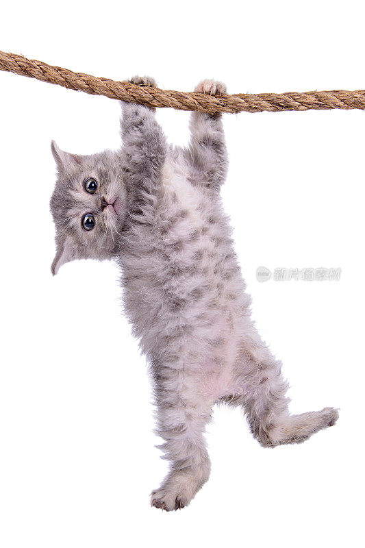 小猫用绳子