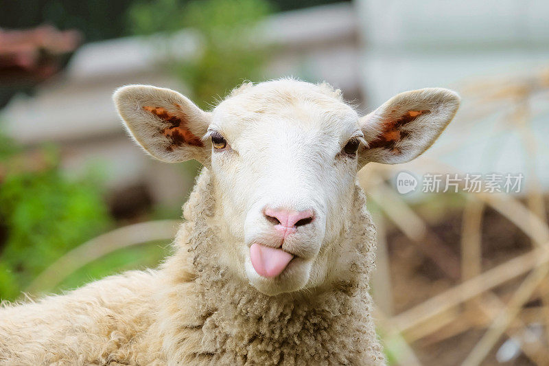 有趣的羊。羊露出舌头的肖像。