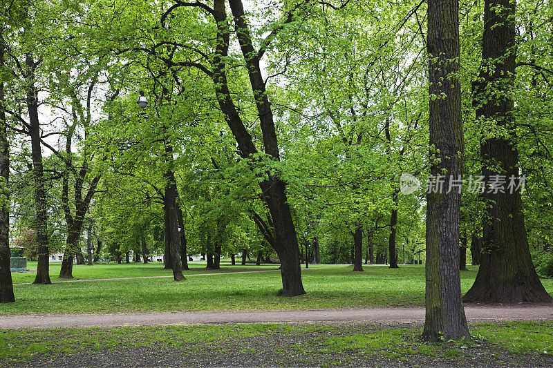 有大的老树和阴影区域的绿色公园。