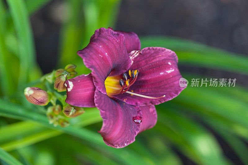 萱草属植物紫雨