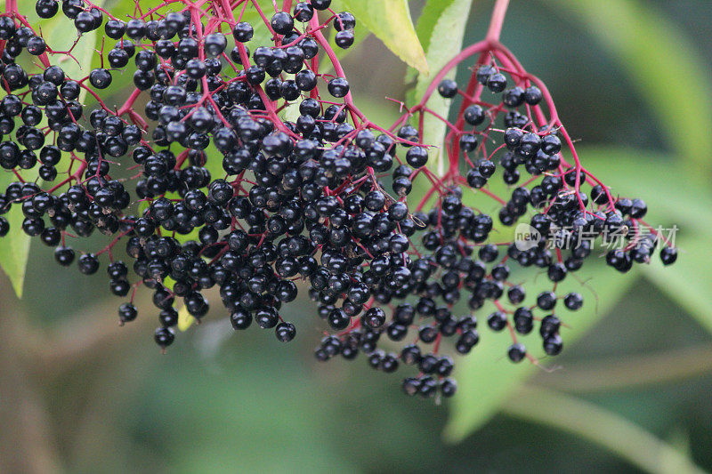 成熟的接骨木浆果，篱笆中的黑接骨木浆果，接骨木浆果(Sambucus)