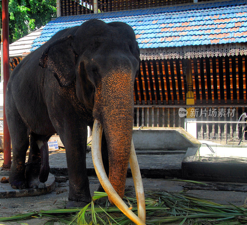 斯里兰卡，科伦坡:甘加拉雅寺的大象