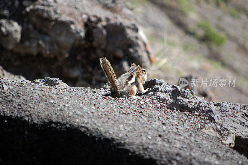 黄石国家公园路边岩石上的花栗鼠