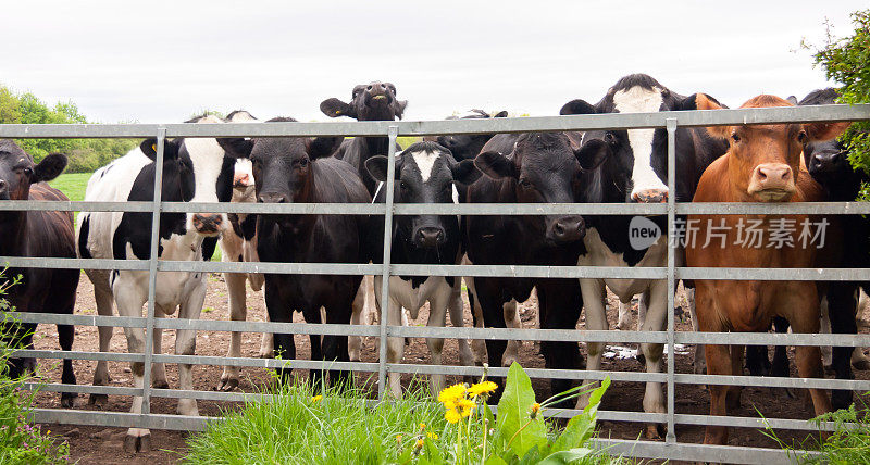 一群牛从英国乡村的大门往外看。