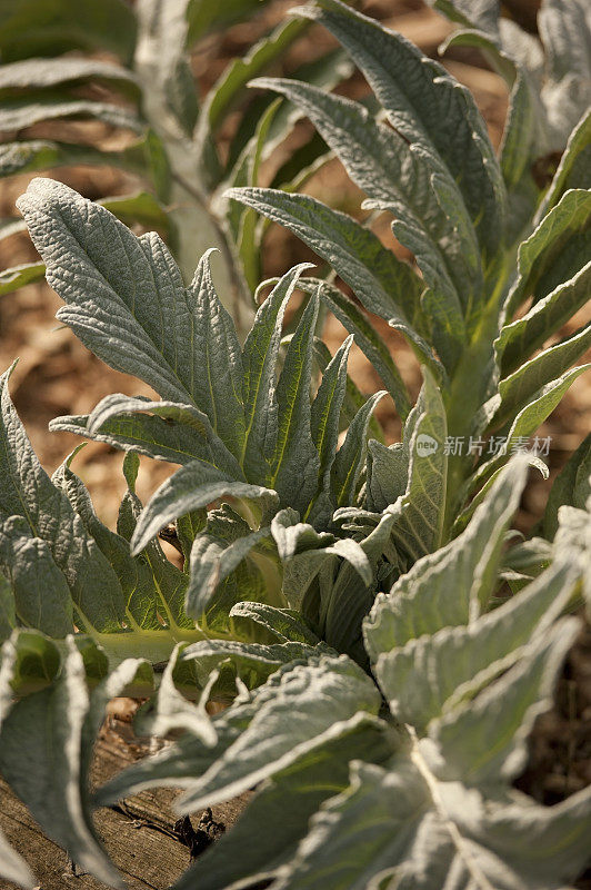 刺棘蓟植物的特写镜头