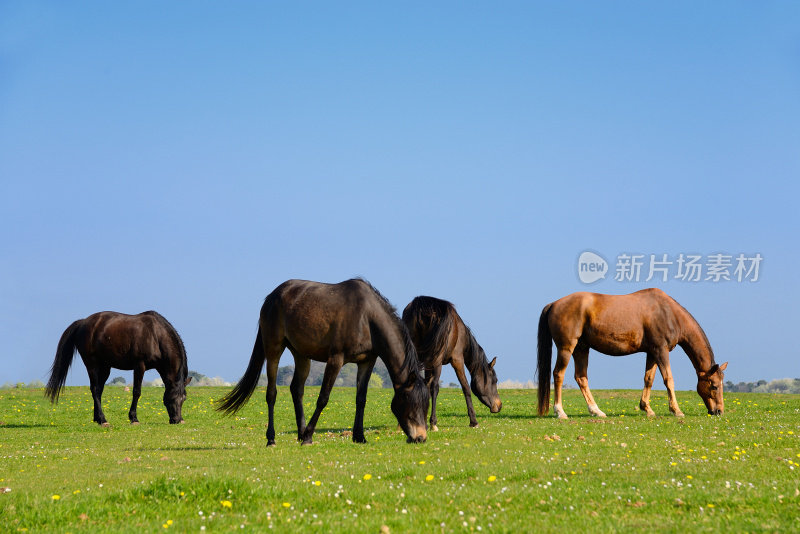 一群在牧场上吃草的纯种阿拉伯马