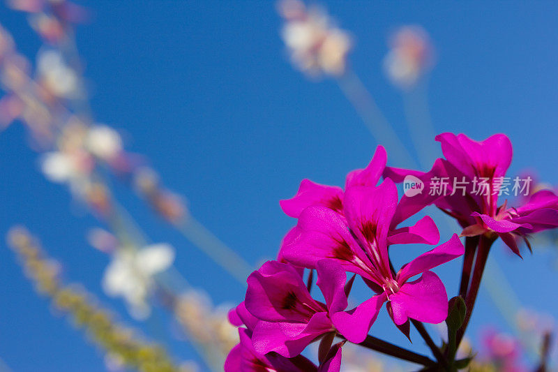 粉红色的天竺葵花映衬着天空