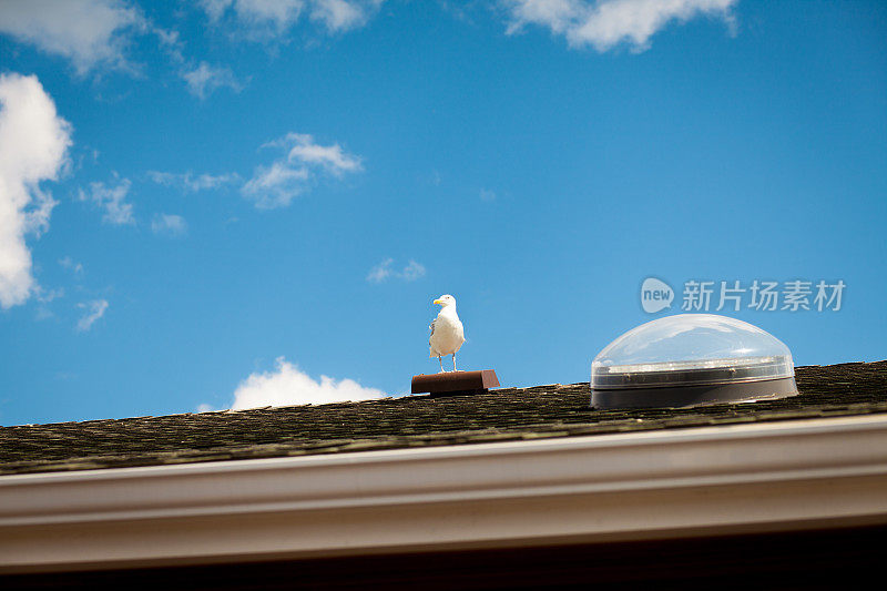 海鸥栖息