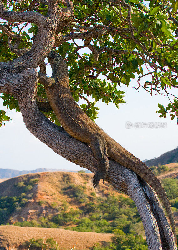 科莫多龙爬上一棵树。
