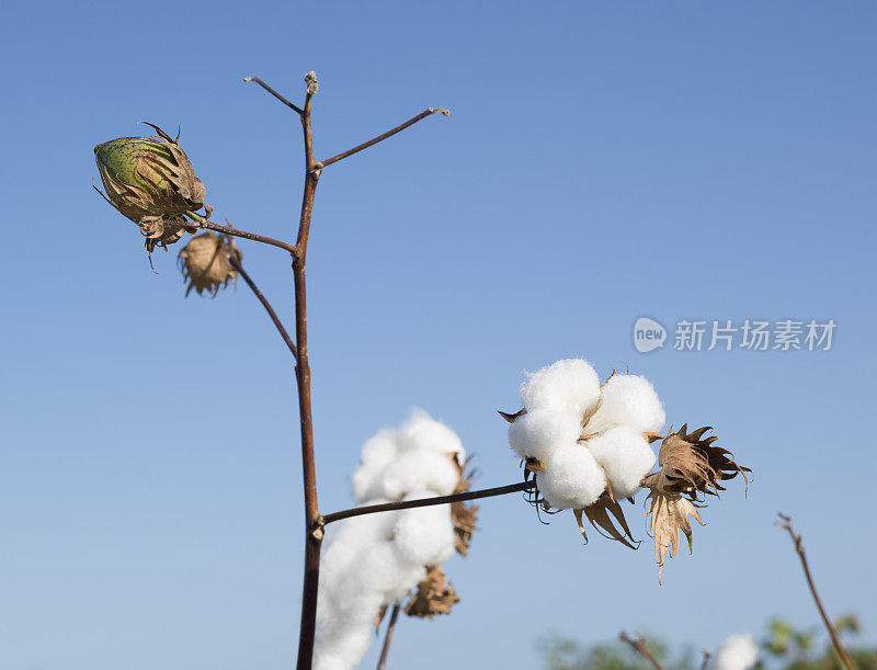 棉花种植在晴朗的蓝天上