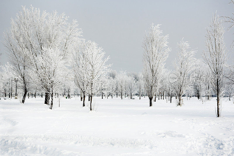 树下的城市雪