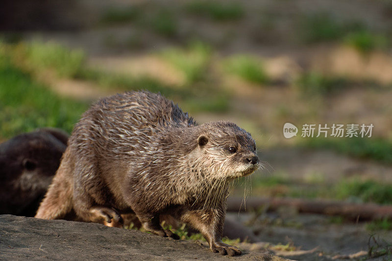 水獭