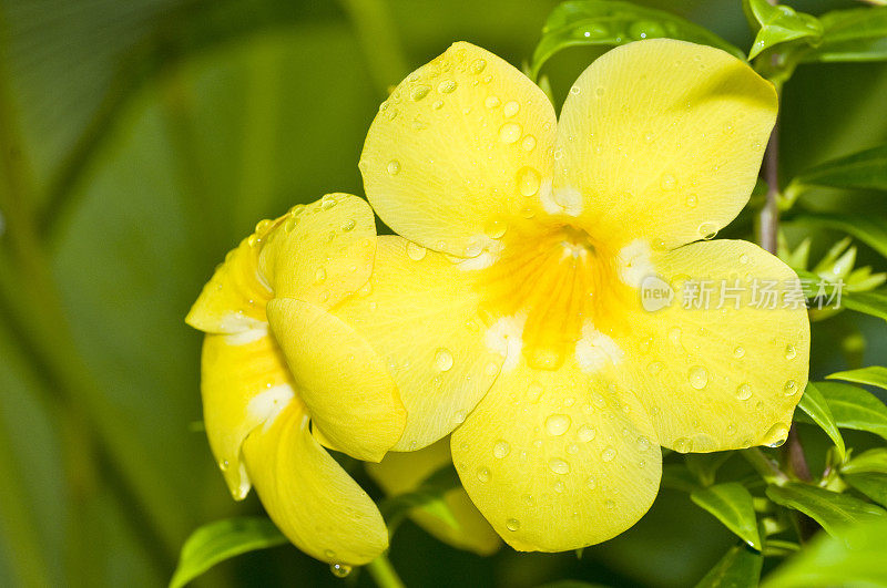 湿黄花