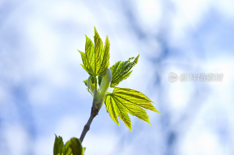 绿色在树林里萌芽，科隆