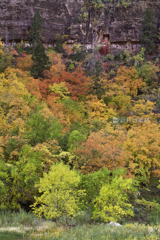 锡安国家公园的秋色