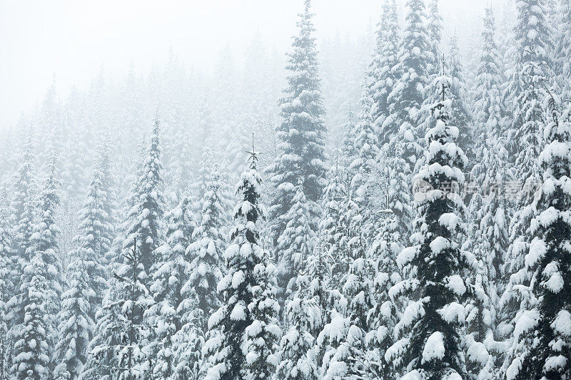 冬季森林雾和雪蒙大拿州落基山脉自然景观