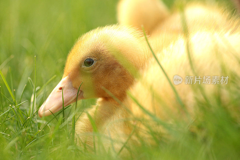 鸭子在草地上