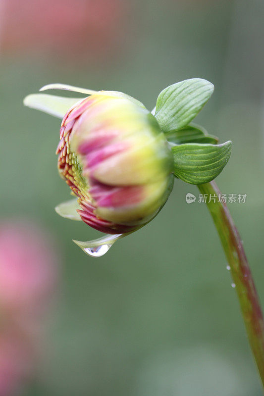 大丽花花与雨滴