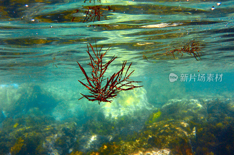 漂浮的海草水下