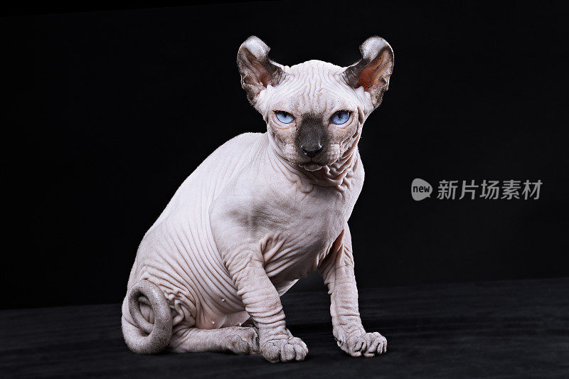 Sphynx猫