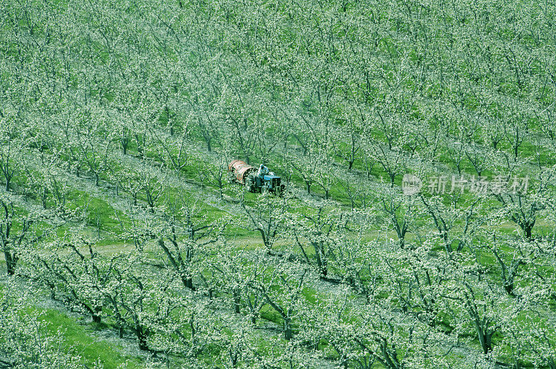拖拉机拖着杀虫剂喷雾器穿过华盛顿州的苹果园