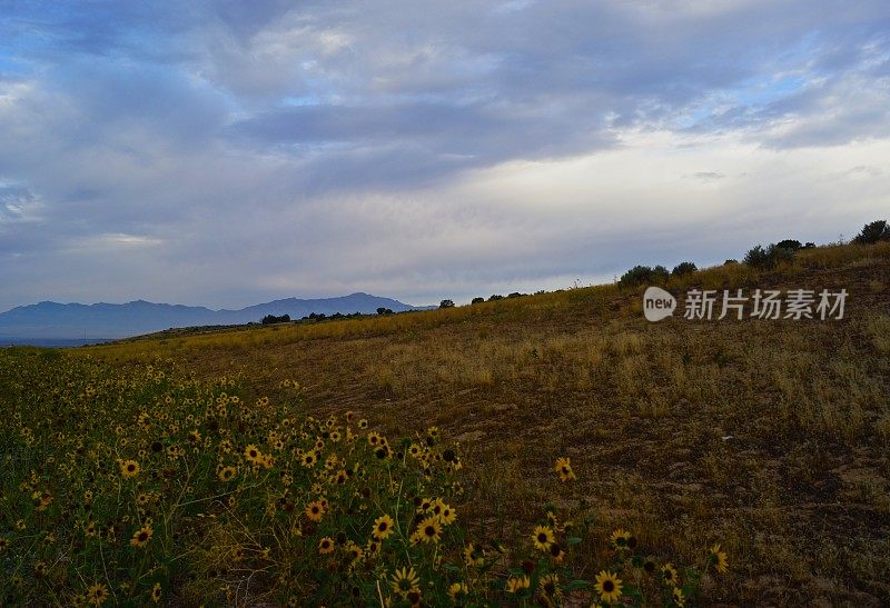 犹他州中部凤仙花根