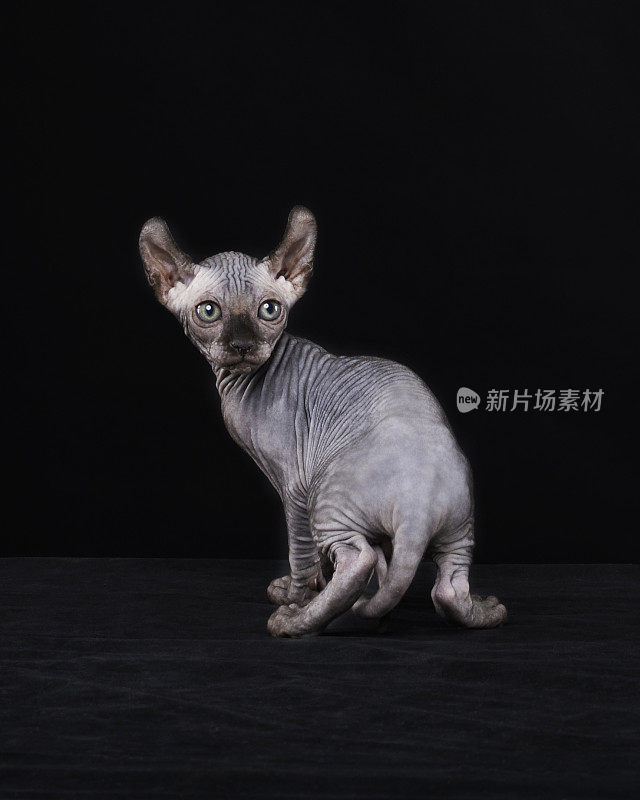 Sphynx猫