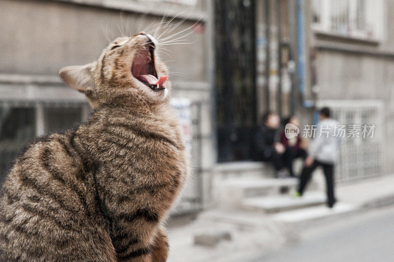 伊斯坦布尔的猫