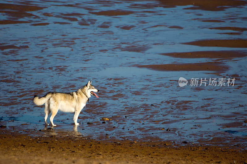 狗在海滩