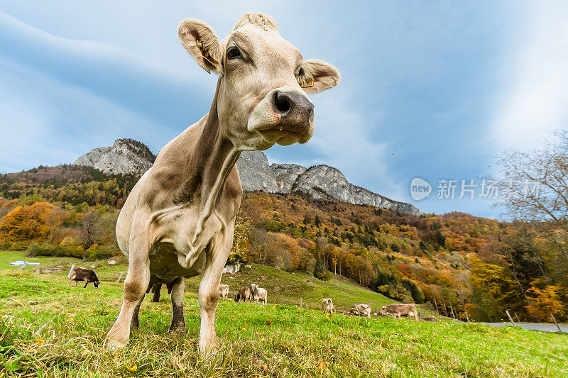 Braunvieh在瑞士草地上