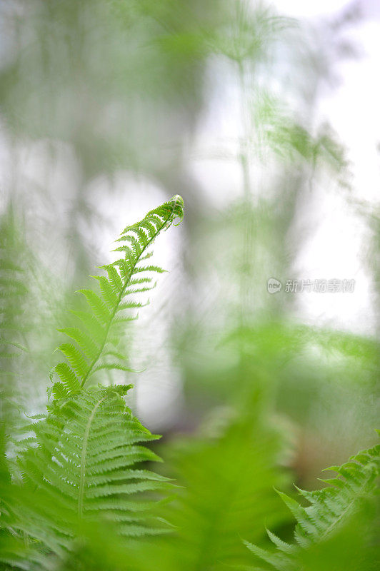 鸵鸟蕨类植物