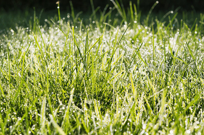 夏日清晨阳光下湿漉漉的草地