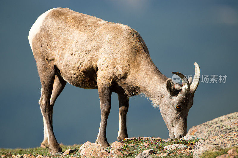 大角羊在埃文斯山，CO