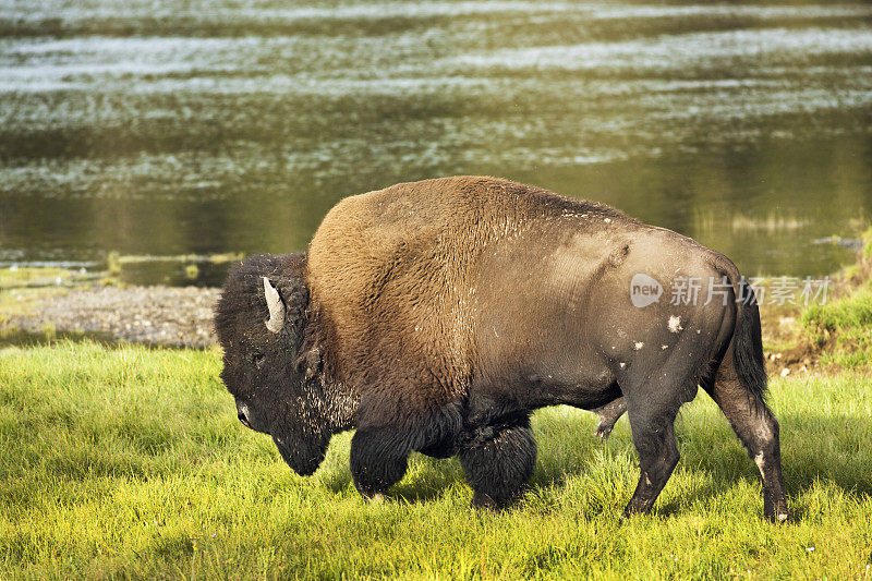 黄石国家公园海登谷的野牛