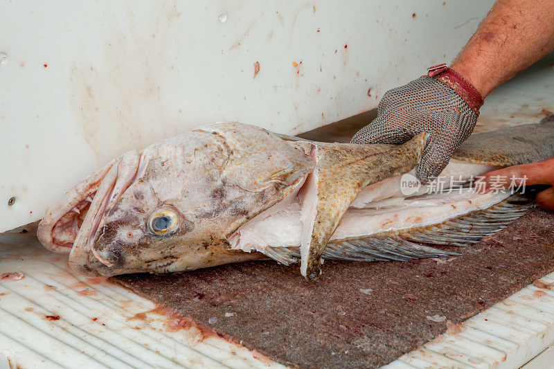 来自美国阿拉斯加州苏厄德的渔民正在清理每日捕获的鱼…大鱼大